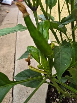 Thai plant