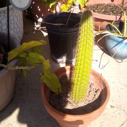 2 Baby Cactus In Pots For $12