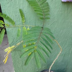 Huaje 