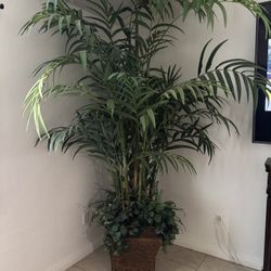 House Plant 