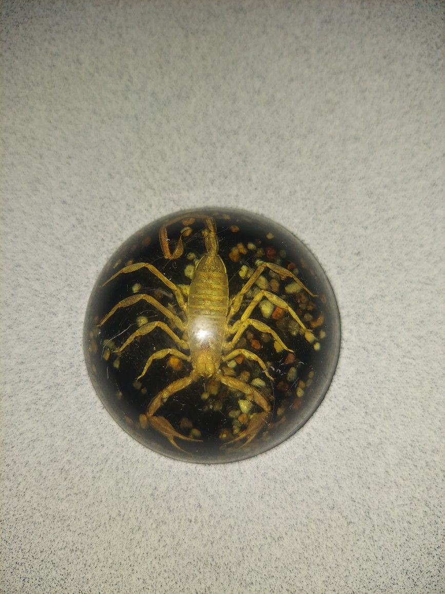 SCORPION PAPERWEIGHT IN RESIN DOME WITH FELT BOTTOM