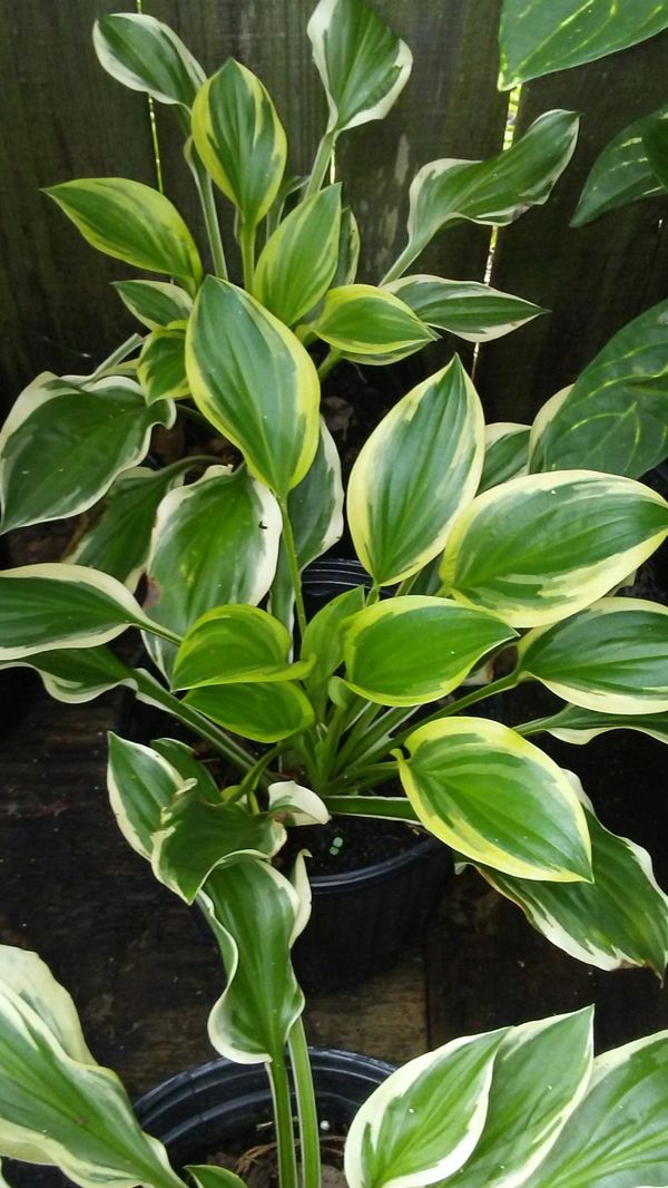 Hostas For Sale >> Hostas For Sale In New Port Richey Fl Offerup Hostas For Sale >> Hostas For Sale In New Port Richey Fl Offerup