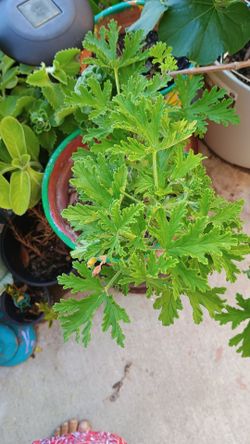 Citronella plant