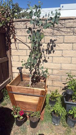Eucalyptus Tree in 24 Gallon Red Wood Box