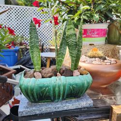 Beautiful Snake Plant Vase For Only $5