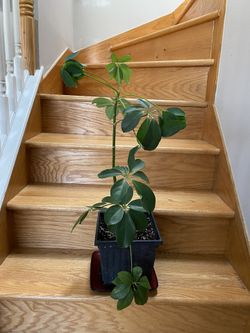 Schaeflera Umbrella Plant New Leaves