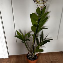 HUGE DENDROBIUM LASIANTHERA ORCHID IN BLOOM