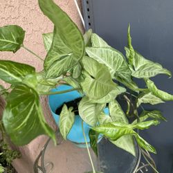 HERMOSAS PLANTAS NATURALES “SYNGONIUM PLANT 