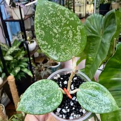 Hoya Verticillata Heartleaf Splash