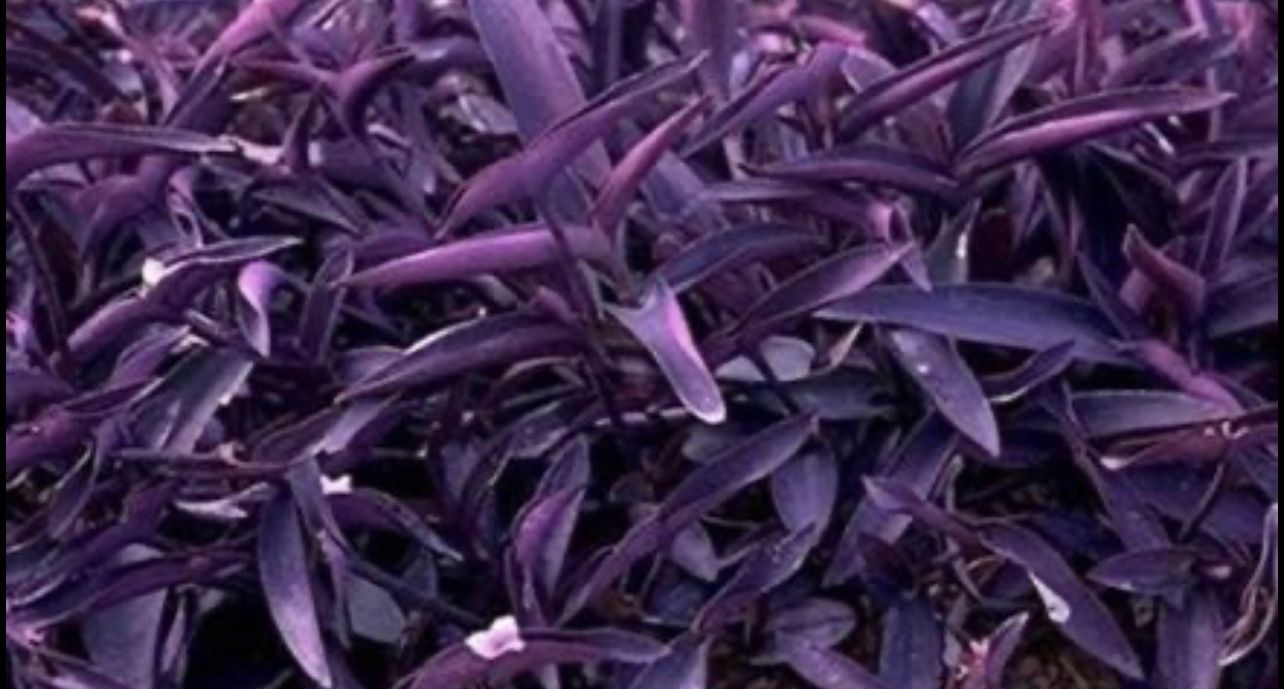 Purple Heart Tradescantia Pallida Succulent Plant 5 cuttings rooted