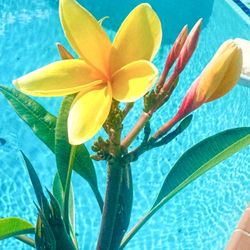 Aztec Gold  Plumeria