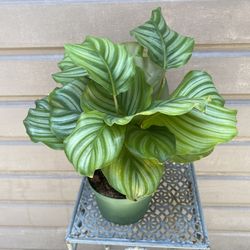 6” Calathea Orbifolia