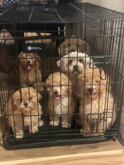 Large dog cage