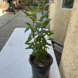 Wonderful Pomegranate