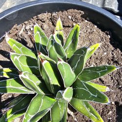 Queen victoria agave