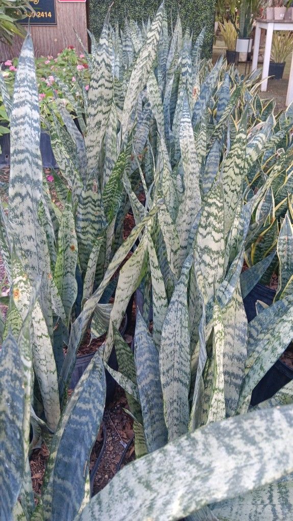 Beautiful Snake plants 3gl $15