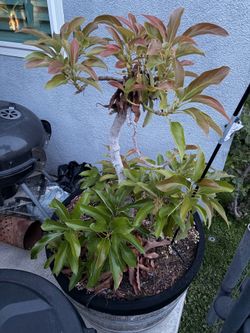 Reed Avocado Tree