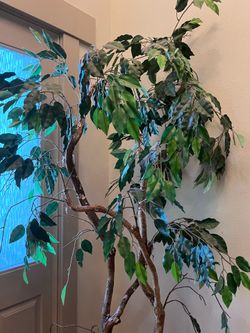 7’silk ficus tree