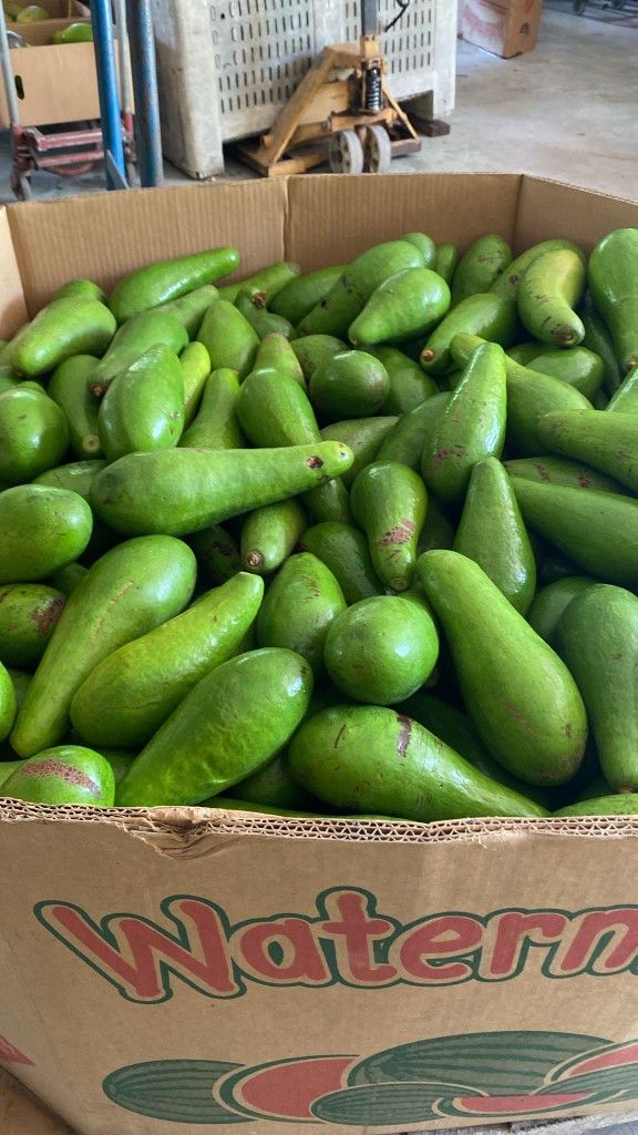 Aguacate Catalina