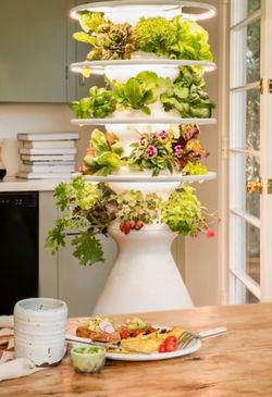 Lettuce Grow indoor Farm stand
