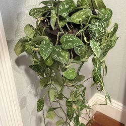 Silver Ann Pothos