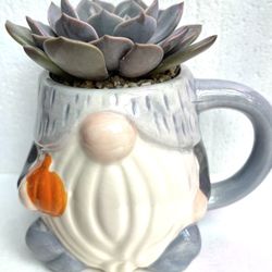 🎄🎁 Echeveria Succulent In Cute New  Dwarf Cup 4"H.