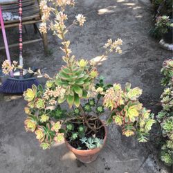 Assorted Plants