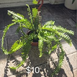 Ferns(real ones)