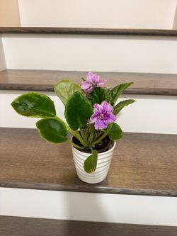 African violet plant in pot deep pink double bloom