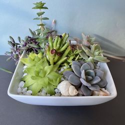 Succulent Collection. Sammamish, Beaver Lake 