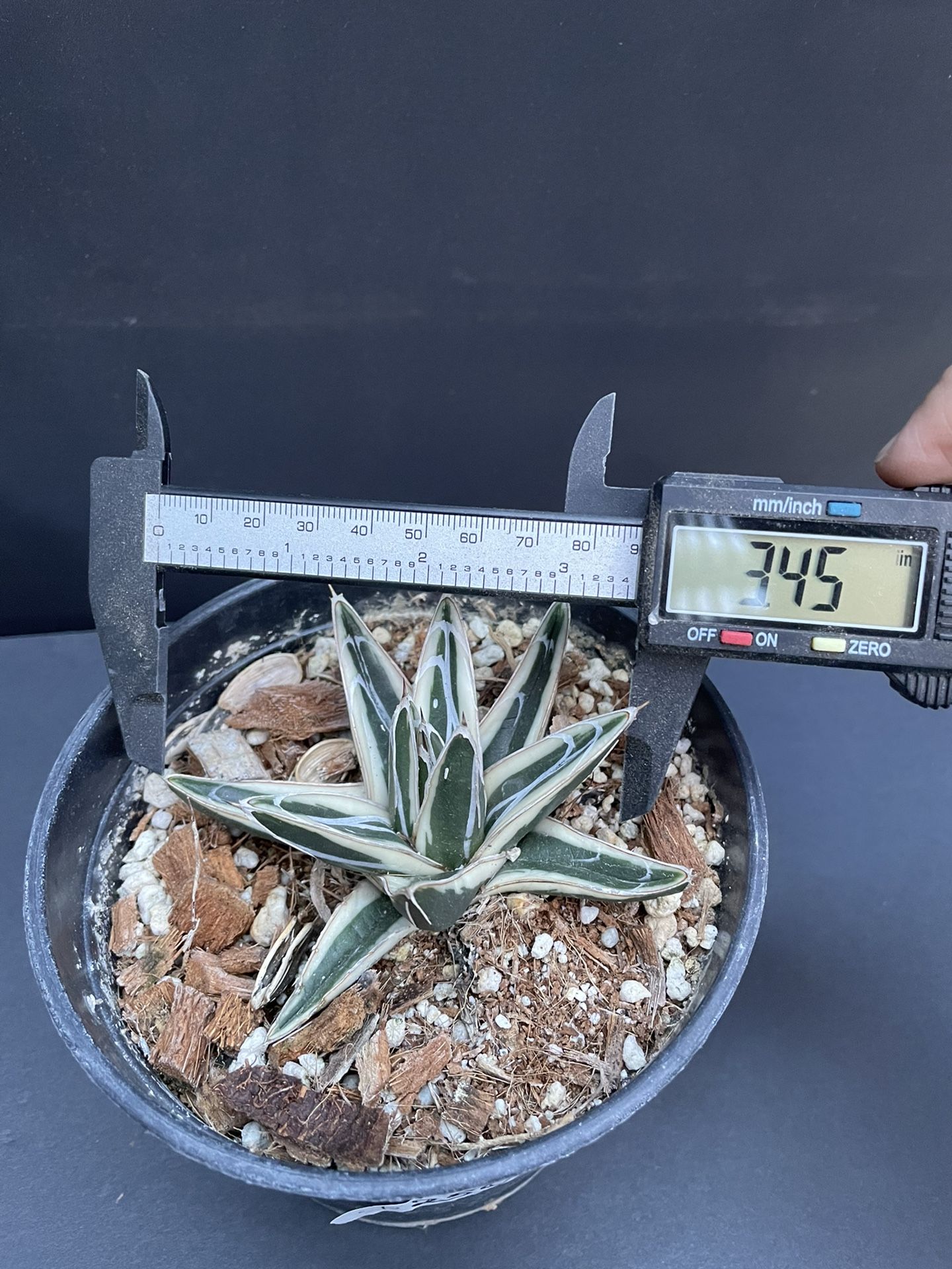 White Rhino 1gallon