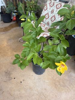 big hibiscus