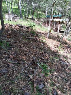 Weed Removal