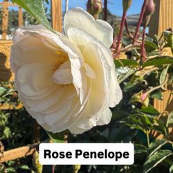 🌹 Plant: Rose Penelope