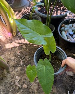Alocasia verde en maceta de 1 galon