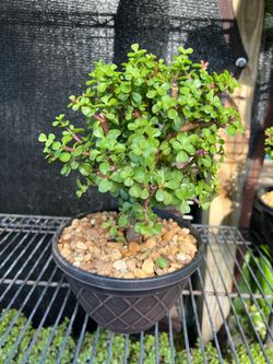 Bonsái jade in 8” pot. SPECIAL PRICE 🤩