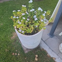 Flowers With Pot