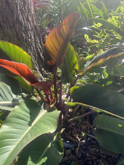 Blushing Philodendron In 3 Gallon Pot