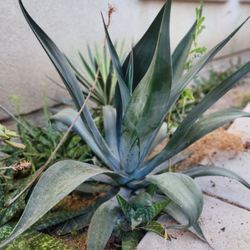Blue Agavi Succulent Plant