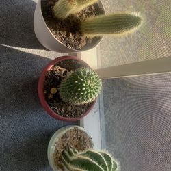 Cactus , Cactus , Cactus !   Please !