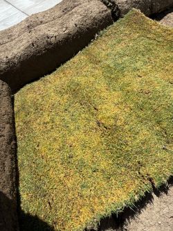 Coachella Bermuda Sod
