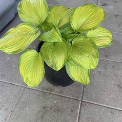 Large Hosta