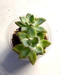 Live Ghost Plant in Clear Pot