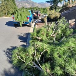 Good morning, my name is Daniel. And if they need to help with the cleaning of their land either. for shrubs or weeds. if you like. I have recommendat