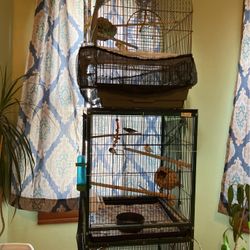Bird Cage