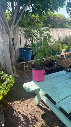 Muicle/ Red Honeysuckle 