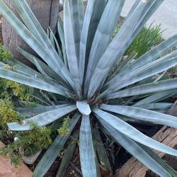 Agave 