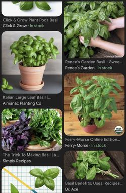 Basil 🌿 Plants