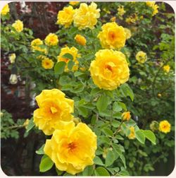 Climbing Rose bush, yellow