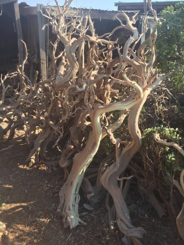 Manzanita branches for Sale in Fontana, CA OfferUp